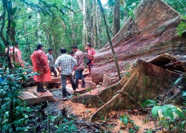 Coordinan marco normativo para combatir la tala ilegal en la Amazonía